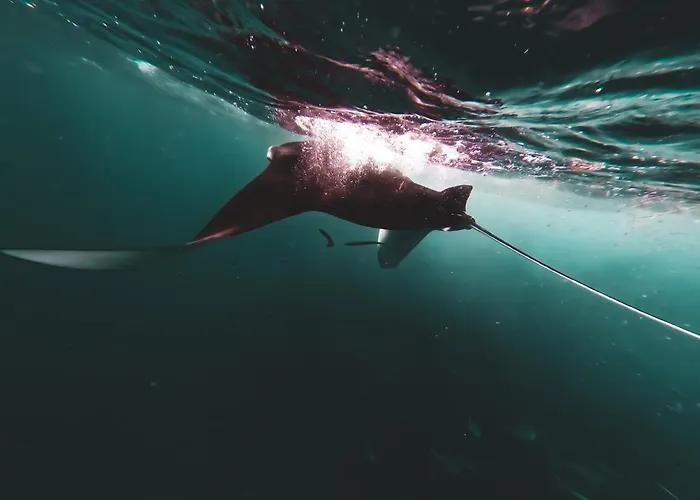 Penida Bambu ゲストハウス Ped